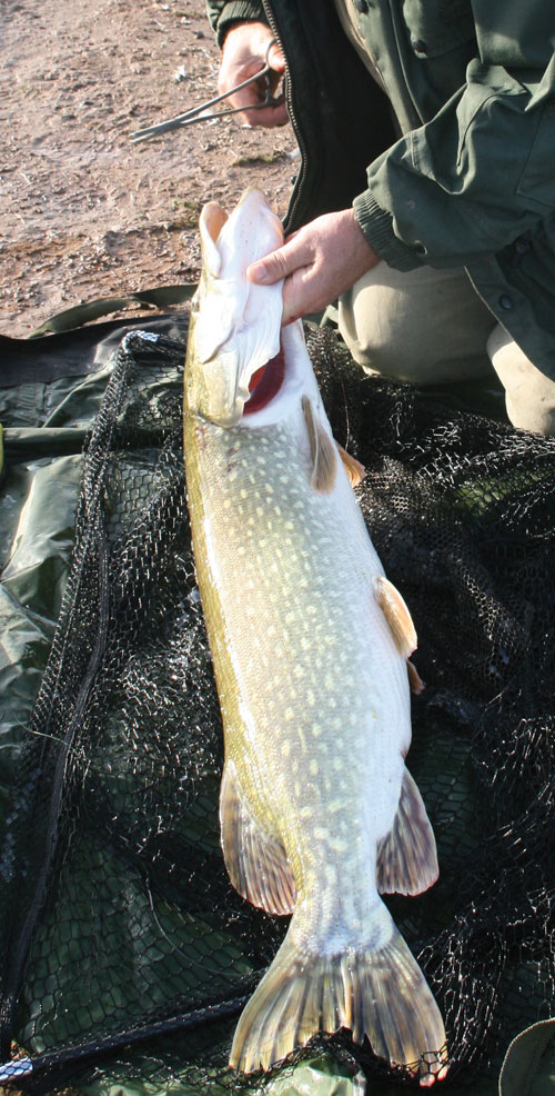 Unhooking a Pike