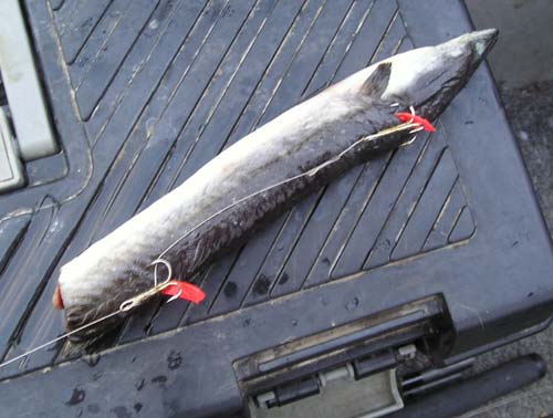 use-of-eels-as-bait